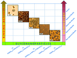 Graphical abstract: Glyconanoparticles with controlled morphologies and their interactions with a dendritic cell lectin