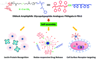 Graphical abstract: Synthesis and self-assembly of diblock glycopolypeptide analogues PMAgala-b-PBLG as multifunctional biomaterials for protein recognition, drug delivery and hepatoma cell targeting