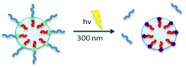 Graphical abstract: A photocleavable stabilizer for the preparation of PHEMA nanogels by dispersion polymerization in supercritical carbon dioxide