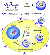Graphical abstract: Dual-responsive nanoparticles based on oxidized pullulan and a disulfide-containing poly(β-amino) ester for efficient delivery of genes and chemotherapeutic agents targeting hepatoma
