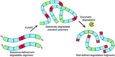 Graphical abstract: Biodegradable poly(amidoamine)s with uniform degradation fragments via sequence-controlled macromonomers