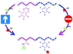Graphical abstract: Accessing libraries of bifunctional block copolymers using two distinct pentafluorophenyl moieties