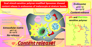 Graphical abstract: Dual-stimuli responsive liposomes using pH- and temperature-sensitive polymers for controlled transdermal delivery