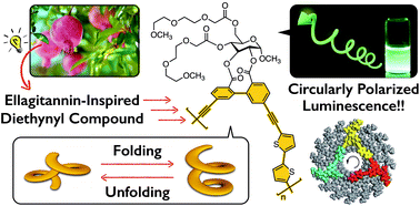 Graphical abstract: Synthesis and chiroptical properties of a π-conjugated polymer containing glucose-linked biphenyl units in the main chain capable of folding into a helical conformation