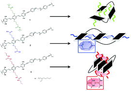 Graphical abstract: Controlling the folding of conjugated polymers at the single molecule level via hydrogen bonding