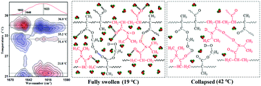 Graphical abstract: Micro-dynamics mechanism of the phase transition behavior of poly(N-isopropylacrylamide-co-2-hydroxyethyl methacrylate) hydrogels revealed by two-dimensional correlation spectroscopy