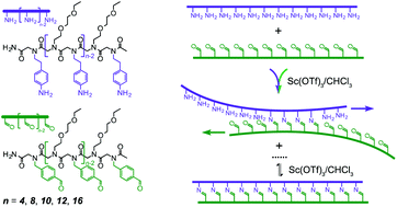 Graphical abstract: Long, self-assembled molecular ladders by cooperative dynamic covalent reactions