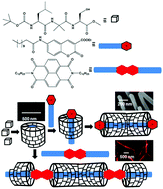 Graphical abstract: A self-assembled peptide mimetic of a tubular host and a supramolecular polymer