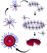 Graphical abstract: One-pot synthesis of inorganic nanoparticle vesicles via surface-initiated polymerization-induced self-assembly