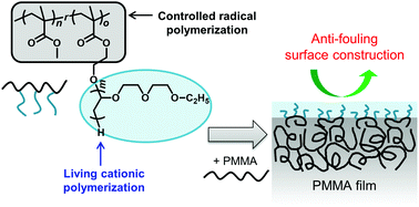 Graphical abstract: Surface segregation of a branched polymer with hydrophilic poly[2-(2-ethoxy)ethoxyethyl vinyl ether] side chains