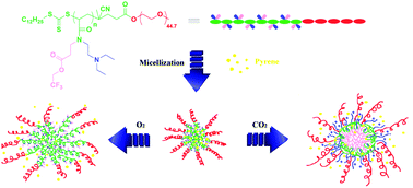 Graphical abstract: Oxygen and carbon dioxide dual gas-responsive homopolymers and diblock copolymers synthesized via RAFT polymerization