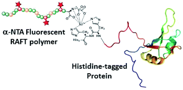 Graphical abstract: Fluorescent RAFT polymers bearing a nitrilotriacetic acid (NTA) ligand at the α-chain-end for the site-specific labeling of histidine-tagged proteins