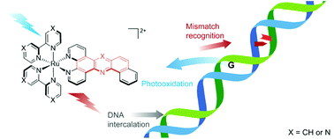 Graphical abstract: Towards mismatched DNA photoprobes and photoreagents: “elbow-shaped” Ru(ii) complexes