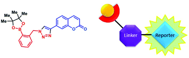 Graphical abstract: “Click-fluors”: triazole-linked saccharide sensors