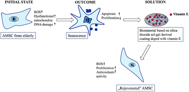 Graphical abstract: The effect of a sol–gel derived silica coating doped with vitamin E on oxidative stress and senescence of human adipose-derived mesenchymal stem cells (AMSCs)