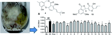 Graphical abstract: Phenolic metabolites from mangrove-associated Penicillium pinophilum fungus with lipid-lowering effects