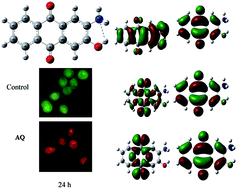 Graphical abstract: Studies on the interaction of 2-amino-3-hydroxy-anthraquinone with surfactant micelles reveal its nucleation in human MDA-MB-231 breast adinocarcinoma cells