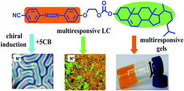 Graphical abstract: Reversible photoresponsive chiral liquid crystal and multistimuli responsive organogels based on a cholesterol-azobenzene dimesogen