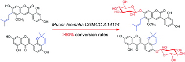 Graphical abstract: Efficient and selective glucosylation of prenylated phenolic compounds by Mucor hiemalis