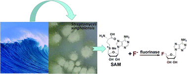 Graphical abstract: Biological fluorination from the sea: discovery of a SAM-dependent nucleophilic fluorinating enzyme from the marine-derived bacterium Streptomyces xinghaiensis NRRL B24674