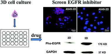 Graphical abstract: Bioengineering three-dimensional culture model of human lung cancer cells: an improved tool for screening EGFR targeted inhibitors