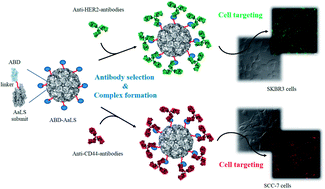 Graphical abstract: Development of an antibody-binding modular nanoplatform for antibody-guided targeted cell imaging and delivery