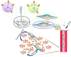 Graphical abstract: Nanoparticles and mesenchymal stem cells: a win-win alliance for anticancer drug delivery
