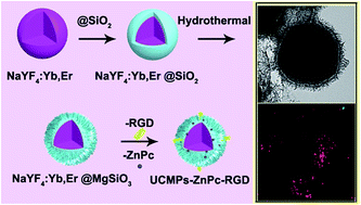 Graphical abstract: Near-infrared light-induced imaging and targeted anti-cancer therapy based on a yolk/shell structure