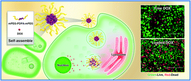 Graphical abstract: pH-Triggered copolymer micelles as drug nanocarriers for intracellular delivery