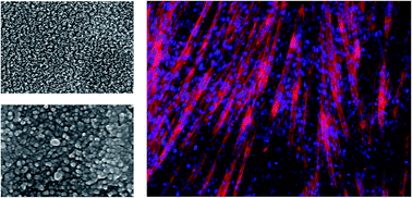 Graphical abstract: Titanium dioxide nanotube arrays coated with laminin enhance C2C12 skeletal myoblast adhesion and differentiation