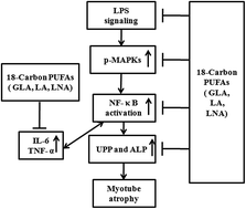 Graphical abstract: 18-Carbon polyunsaturated fatty acids via down-regulation NF-κB activation reduce lipopolysaccharide-induced myotube atrophy