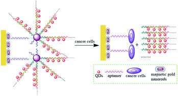 Graphical abstract: Sensitive electrochemiluminescence detection of cancer cells based on a CdSe/ZnS quantum dot nanocluster by multibranched hybridization chain reaction on gold nanoparticles