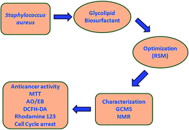 Graphical abstract: Development of glycolipid biosurfactant for inducing apoptosis in HeLa cells