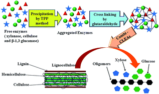 Graphical abstract: Carrier-free co-immobilization of xylanase, cellulase and β-1,3-glucanase as combined cross-linked enzyme aggregates (combi-CLEAs) for one-pot saccharification of sugarcane bagasse