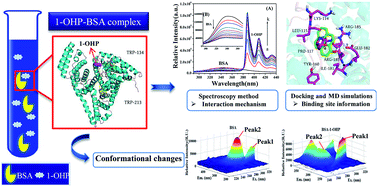 Graphical abstract: Interactions of 1-hydroxypyrene with bovine serum albumin: insights from multi-spectroscopy, docking and molecular dynamics simulation methods