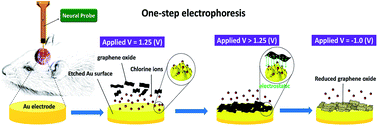 Graphical abstract: Newly reduced graphene oxide/gold oxide neural-chemical interface on multi-channel neural probes to enhance the electrochemical properties for biosensors