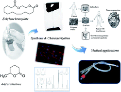 Graphical abstract: Ethylene brassylate-co-δ-hexalactone biobased polymers for application in the medical field: synthesis, characterization and cell culture studies