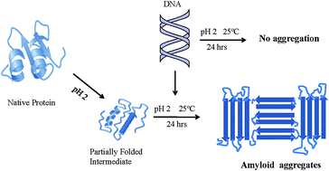 Graphical abstract: DNA induced aggregation of stem bromelain; a mechanistic insight