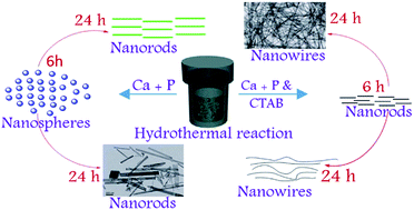 Graphical abstract: Enhanced cell viability of hydroxyapatite nanowires by surfactant mediated synthesis and its growth mechanism