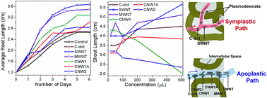 Graphical abstract: Influence of the morphology of carbon nanostructures on the stimulated growth of gram plant