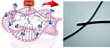 Graphical abstract: Polycationic adamantane-based dendrons form nanorods in complex with plasmid DNA