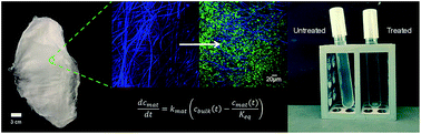 Graphical abstract: Transport of microorganisms into cellulose nanofiber mats