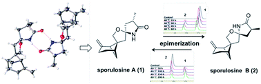 Graphical abstract: Sporulaminals A and B: a pair of unusual epimeric spiroaminal derivatives from a marine-derived fungus Paraconiothyrium sporulosum YK-03