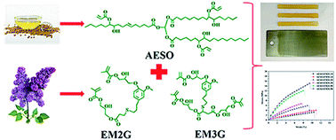 Graphical abstract: Synthesis of eugenol-based multifunctional monomers via a thiol–ene reaction and preparation of UV curable resins together with soybean oil derivatives