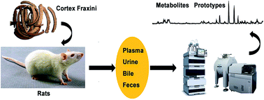 Graphical abstract: Metabolic profile of Cortex Fraxini in rats using UHPLC combined with Fourier transform ion cyclotron resonance mass spectrometry
