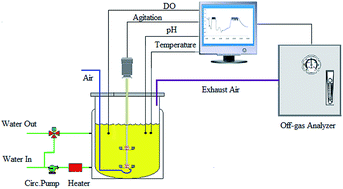 Graphical abstract: Enhancement of xylanase productivity using industrial by-products under solid suspended fermentation in a stirred tank bioreactor, with a dissolved oxygen constant control strategy