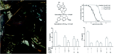 Graphical abstract: Anti-allergic prenylated hydroquinones and alkaloids from the fruiting body of Ganoderma calidophilum