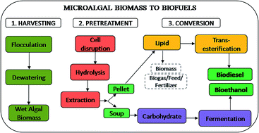 Graphical abstract: Downstream processing of microalgal feedstock for lipid and carbohydrate in a biorefinery concept: a holistic approach for biofuel applications