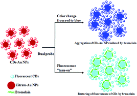 Graphical abstract: Colorimetric and fluorescence “turn-on” methods for the sensitive detection of bromelain using carbon dots functionalized gold nanoparticles as a dual probe