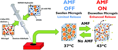 Graphical abstract: Controlling the resolution and duration of pulsatile release from injectable magnetic ‘plum-pudding’ nanocomposite hydrogels